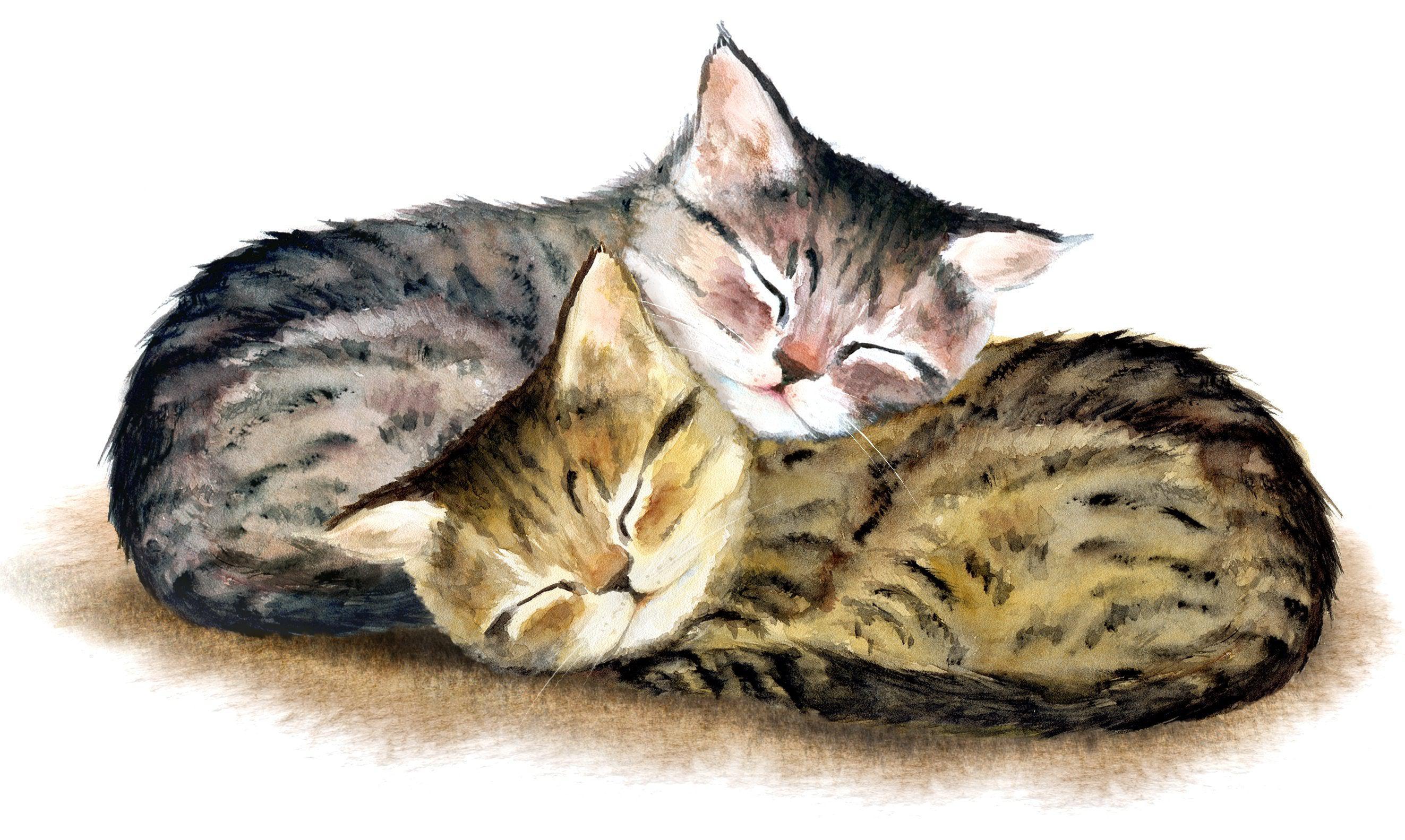 Diamond Painting - Zwei süße Katzen
