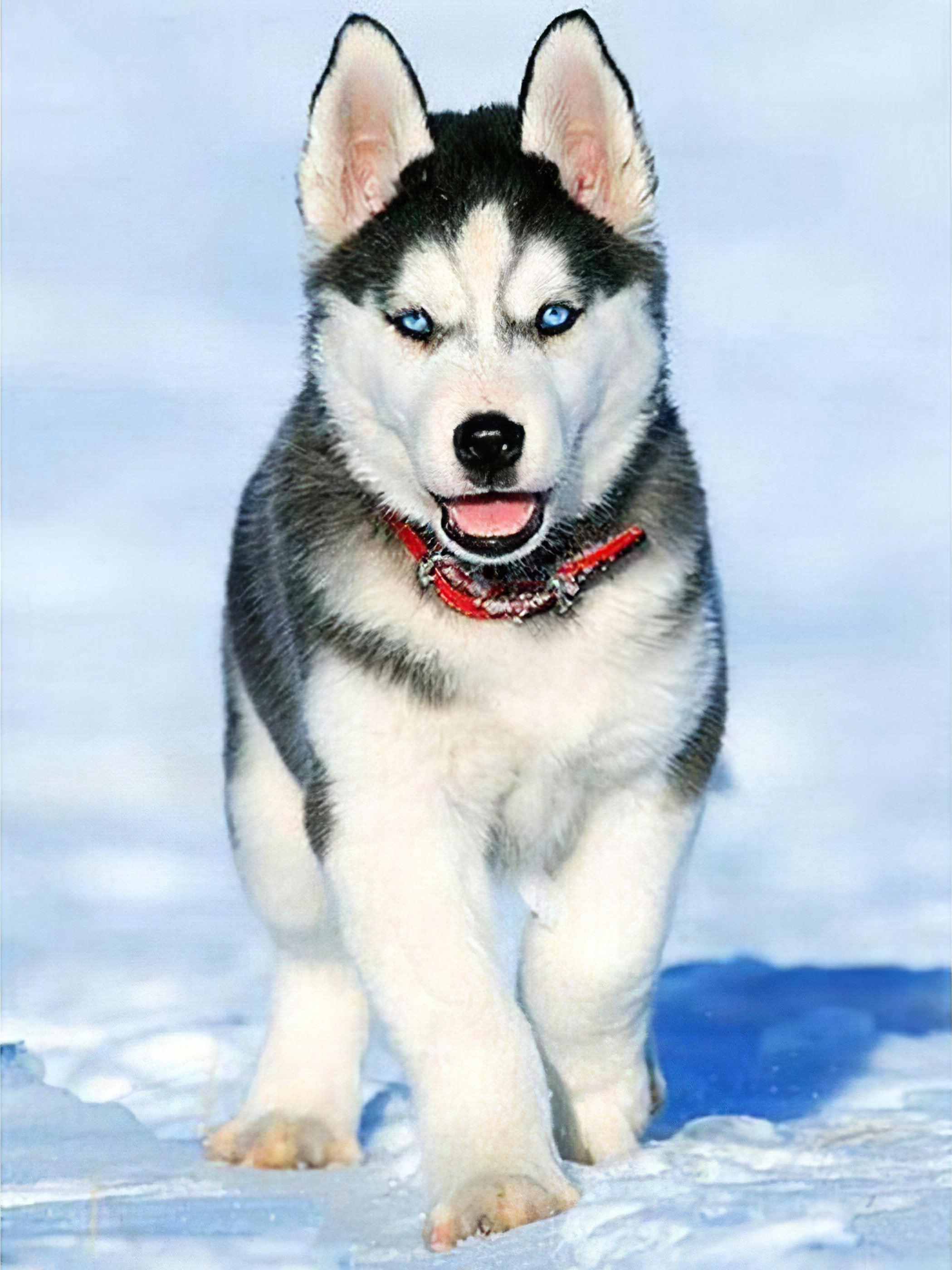 Diamond Painting - Husky Hund